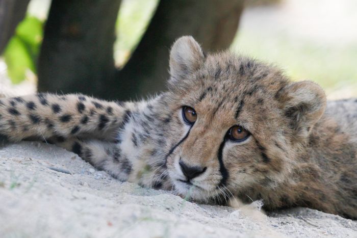 sponzoring gepardů Safari Park Dvůr Králové