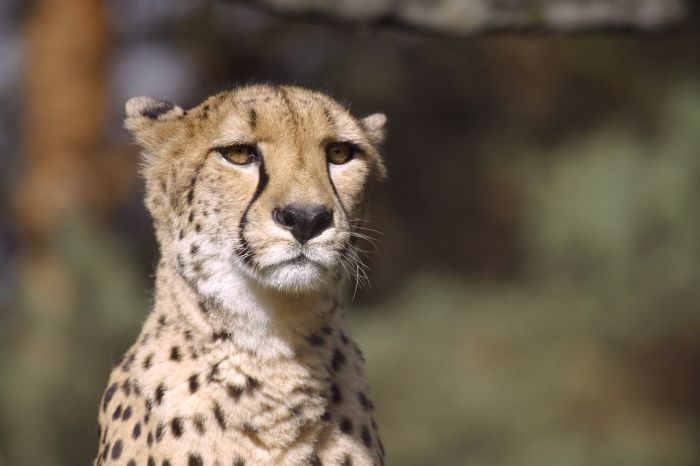 sponzoring gepardů Safari Park Dvůr Králové