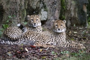 Gepard Finance od loňského roku sponzorují úspěšný chov gepardů ve dvou předních českých zoo
