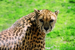 Radostná zpráva – pět gepardích mláďat v pražské ZOO
